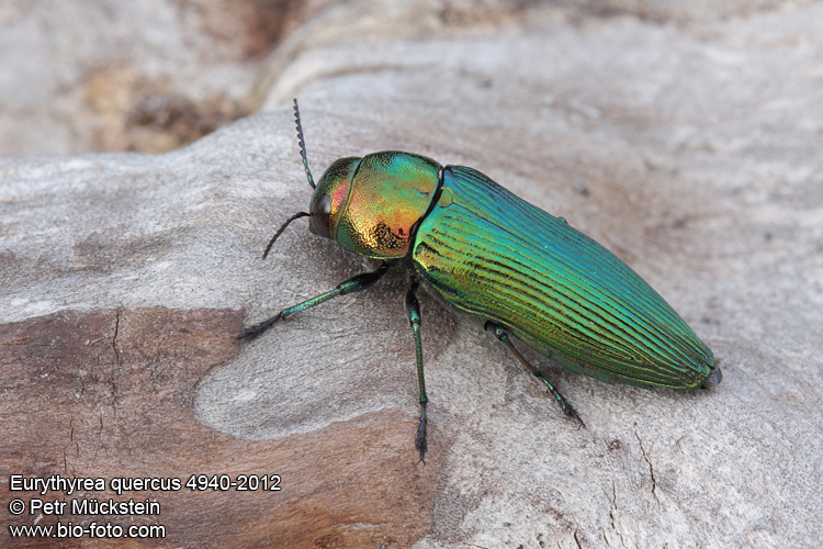 Eurythyrea quercus 4940-2012 CZ: krasec dubový DE: Eckschildiger Glanz-Prachtkäfer UK: jewel beetle 