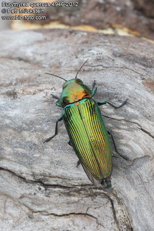 Eurythyrea quercus 4946-2012 CZ: krasec dubový DE: Eckschildiger Glanz-Prachtkäfer UK: jewel beetle 