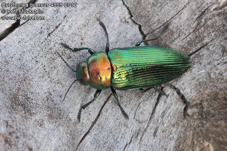 Eurythyrea quercus 4959-2012 CZ: krasec dubový DE: Eckschildiger Glanz-Prachtkäfer UK: jewel beetle 