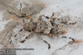 Acanthocinus-reticulatus-8988-8-2014.jpg