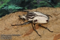 Goliathus goliatus quadrimaculatus CZ: goliáš africký, zlatohlávek goliáš ENG: Goliath Beetle DE: Goliathus Rosenkäfer 
7902-2-2014
albums/brouci_2/thumb_Goliathus-goliatus-7902-2-2014.jpg