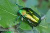 Protaetia angustata 3191-10-2010
CZ: zlatohlávek UK: Golden beetle
SYN: Potosia angustata 
albums/brouci_2/thumb_Protaetia-angustata-3191-10-2010.jpg