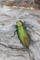 Eurythyrea quercus 4946-2012 CZ: krasec dubový DE: Eckschildiger Glanz-Prachtkäfer UK: jewel beetle 
albums/brouci_2/thumb_eurythyrea-quercus-4946-2012.jpg