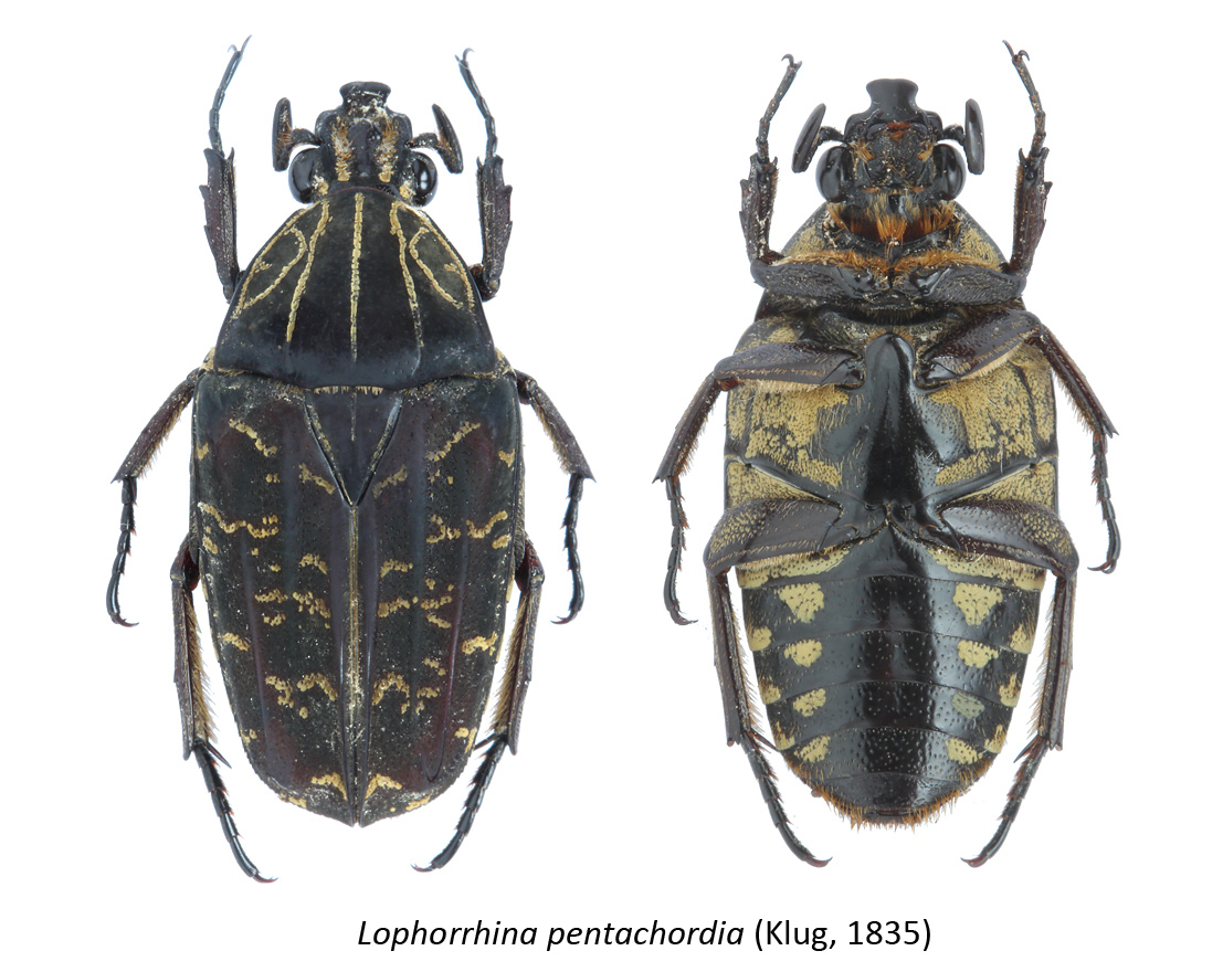 Lophorrhina pentachordia (Klug, 1835)
Cameroon
male
