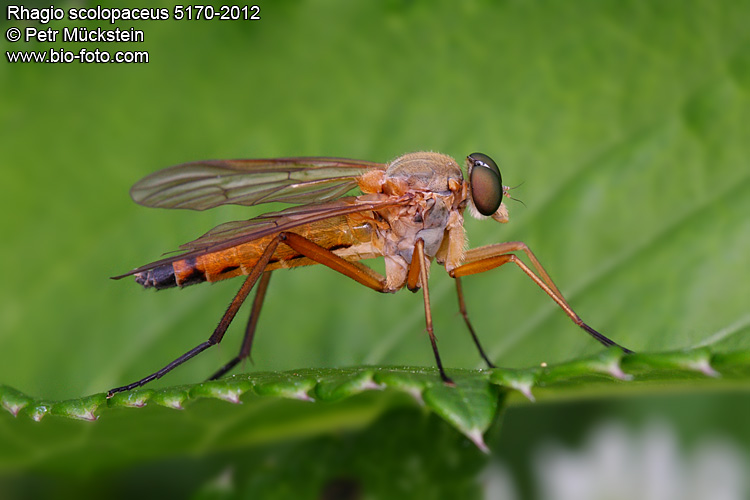 Rhagio scolopaceus 5170-2012 CZ: číhalka obecná ENG: downlooker snipefly DE: Die Gemeine Schnepfenfliege FR: Le Leptis bécasse NL: De snavelvlieg 
Diptera, Rhagionidae, číhalkovití