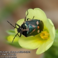 Eurydema oleracea 9589-3-2014 CZ: kněžice zelná
albums/heteroptera/thumb_Eurydema-oleracea-9589-3-2014.jpg