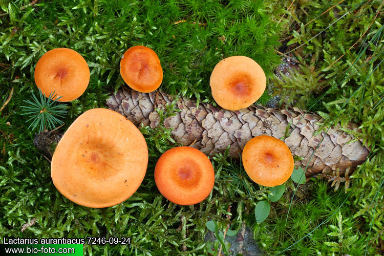Lactarius aurantiacus 7246-09-24 CZ: ryzec oranžový přejemný
