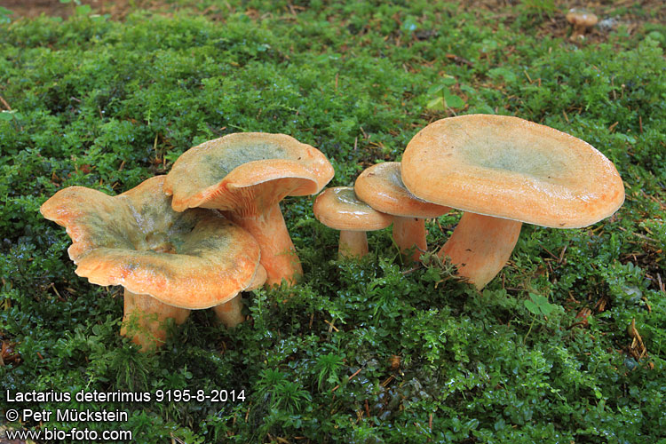 Lactarius deterrimus 9195-8-2014 CZ: ryzec smrkový UK: False Saffron Milkcap DE: Fichten-Reizger SK: rýdzik smrekový FR: lactaire des épicéas 
