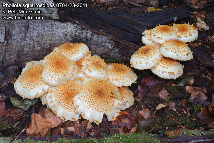 Pholiota squarrosoides 0704-23-2011 CZ: Šupinovka ježatá DE: Bleicher Schüppling UK: Brown-spored mushroom FR: Pholiote squarreuse