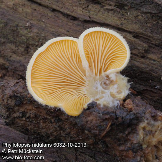 Phyllotopsis nidulans 6032-10-2013 DE: Orangeseitling, CZ: hlíva hnízdovitá, SK: hlivník hniezdovitý, SL: gnezdasti listar, SE: stinkmussling, RU: Филлотопсис гнездообразный, PL: boczniaczek pomarańczowożółty, NO: ferskenhatt, NL: oranje schijnoesterzwam, LV: oranžā puslocene, LT: vėduokliškoji meškaitė, KO: 놀나귀느타리, JA: キヒラタケ, HU: nemezes narancsoslaska, HR: gnjezdasti listar, FR: pleurote en forme de nid, FI: keltavinokas, ET: kuldkülik, DA: okkerblad, CN: 黄毛侧耳, BG: оранжева кладница, 