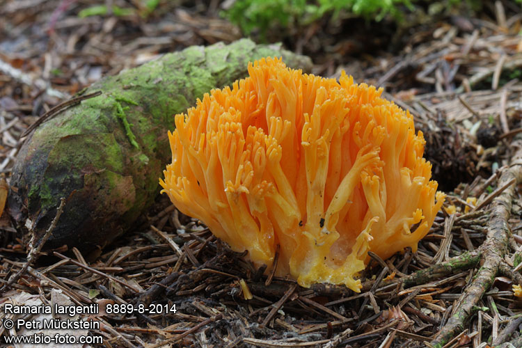 Ramaria largentii 8889-8-2014 CZ: kuřátka horská DE: Orangegelbe Gebirgs-Koralle