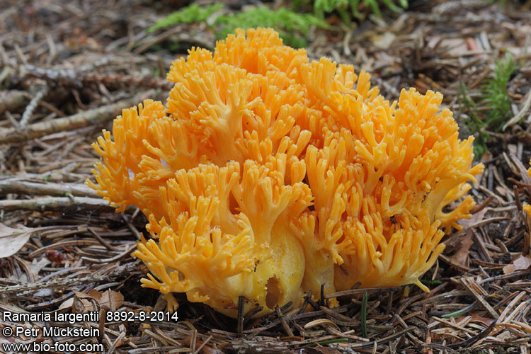 Ramaria largentii 8892-8-2014 CZ: kuřátka horská DE: Orangegelbe Gebirgs-Koralle
