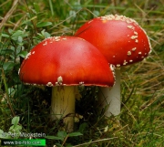Amanita-muscaria-muchomurka-cervena-IMG_7485.jpg