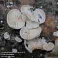 Clytopilus-hobsonii-4028-9-2013.jpg