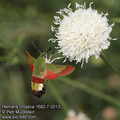 Hemaris croatica 1682-7-2013 CZ: dlouhozobka korutanská, dlouhozobka chorvatská DE: Olivgrüne Hummelschwärmer ENG: Olive Bee Hawk-moth UA: Бражник хорватський 