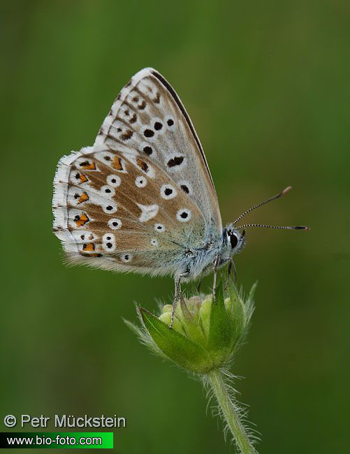 modrásek vikvicový - Polyommatus coridon
IMG 2362

EN:Chalk-hill Blue DE: Silbergrüner Bläuling