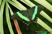 Papilio-palinurus-0687-05-2010.jpg