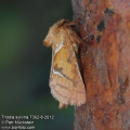 Triodia-sylvina-7362-8-2012.jpg