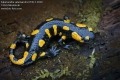 Salamandra-salamandra-0736-5-2020.jpg