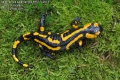 salamandra-salamandra-8951-5-2013.jpg