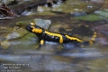 salamandra-salamandra-8959-5-2013.jpg