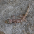 Hemidactylus-turcicus-0857-6-2013.jpg