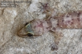 Hemidactylus-turcicus-0871-6-2013.jpg