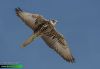 Falco-cherrug-IMG_2101.jpg
