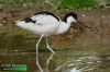Recurvirostra-avosetta-IMG_4306.jpg