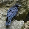 Corvus-corax-3099-2-2012.jpg