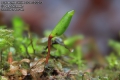 Buxbaumia-viridis-6939-12-2013.jpg