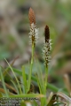 Carex-caryophyllea-8859-3-2014.jpg