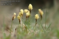 Carex-caryophyllea-8923-4-2021.jpg