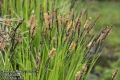 Carex-cespitosa-2076-5-2014.jpg