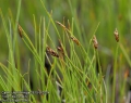 Carex-chordorrhiza-2615-5-2014.jpg