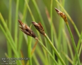 Carex-chordorrhiza-2628-5-2014.jpg