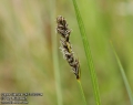 Carex-diandra-2471-5-2014.jpg