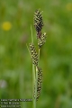 Carex-hartmanii-5242-2008.jpg