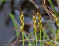 Carex pulicaris 2447-5-2014
albums/rostliny/thumb_Carex-pulicaris-2447-5-2014.jpg