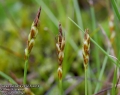 Carex-pulicaris-2452-5-2014.jpg