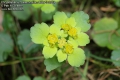 Chrysosplenium_alternifolium-8889-3-2014.jpg
