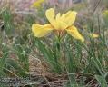 Iris-arenaria-1674-4-2015.jpg