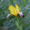 Iris-variegata-6884-14-2011.jpg