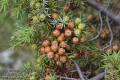 Juniperus-oxycedrus-6671-7-2014.jpg