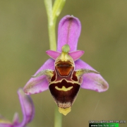 Ophrys-apifera-2841-09-2010.jpg