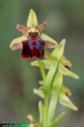 Ophrys-sphegodes-2744-09-2010.jpg