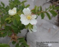 Rosa-pimpinellifolia-5066-6-2014.jpg