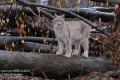 Lynx-lynx-8955-3-2014.jpg