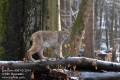 Lynx-lynx-8967-3-2014.jpg