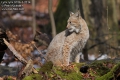 Lynx-lynx-9156-3-2014.jpg